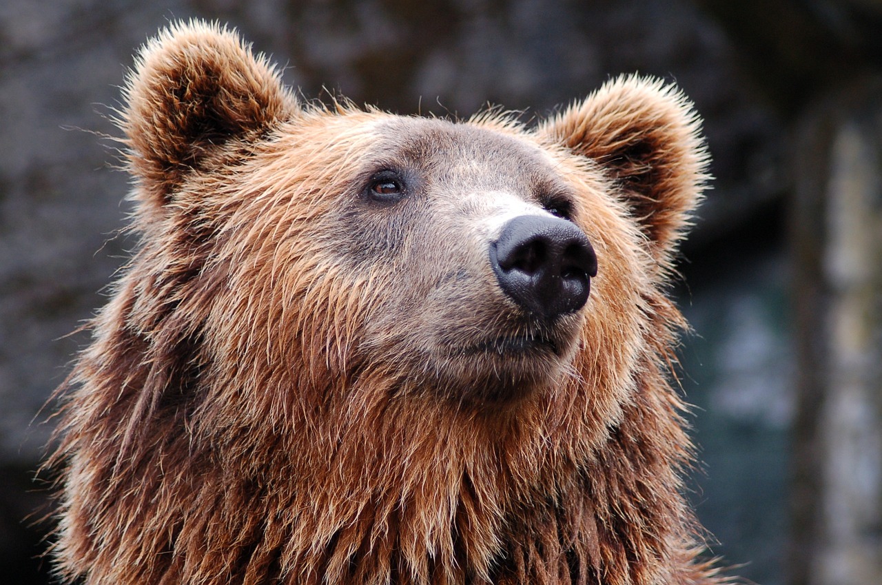 L’orso marsicano – chi è e perché è a rischio di esinzione