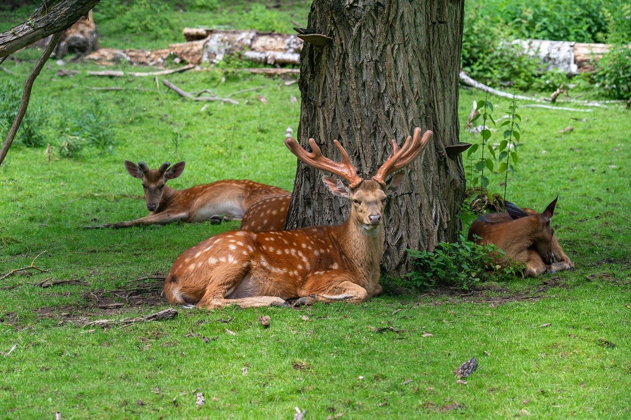 In via di estinzione – cosa vuol dire e come si estinguono le specie